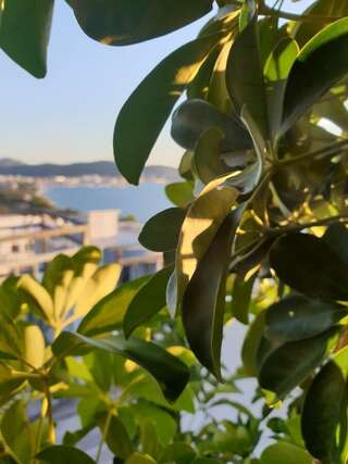 Гостевой дом Apartmani Desančić Бар Люкс с террасой-2