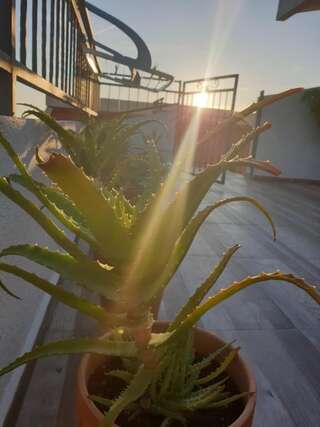 Гостевой дом Apartmani Desančić Бар Люкс с террасой-44